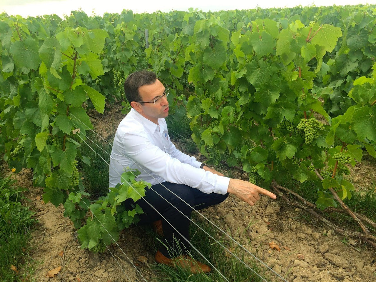 Reading the vines in Champagne