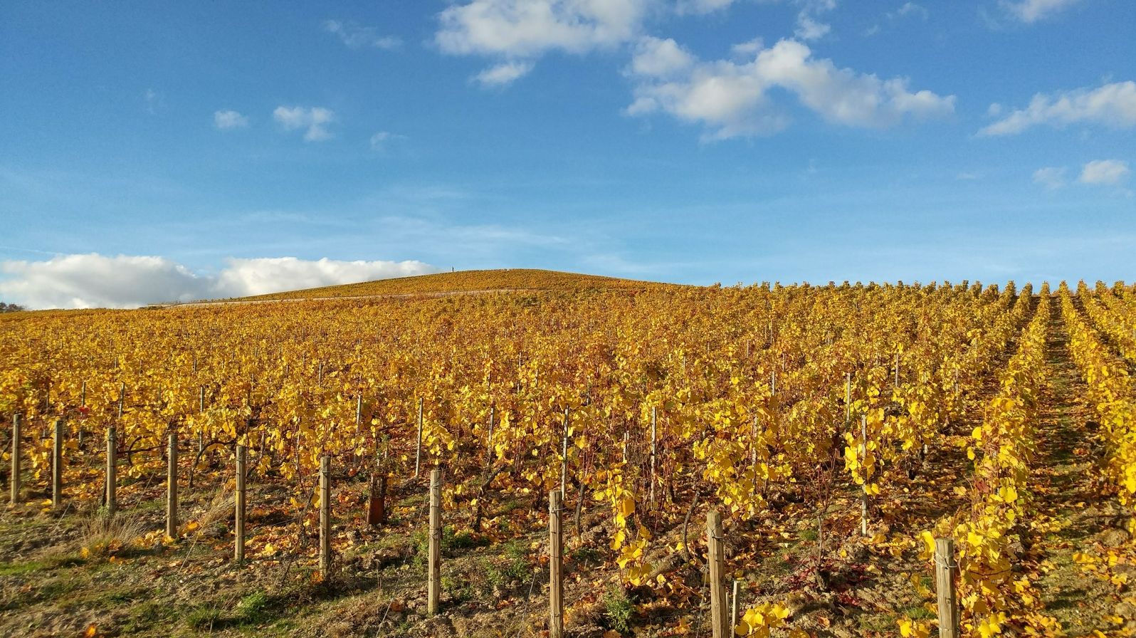 Autumn vineyards at harvest