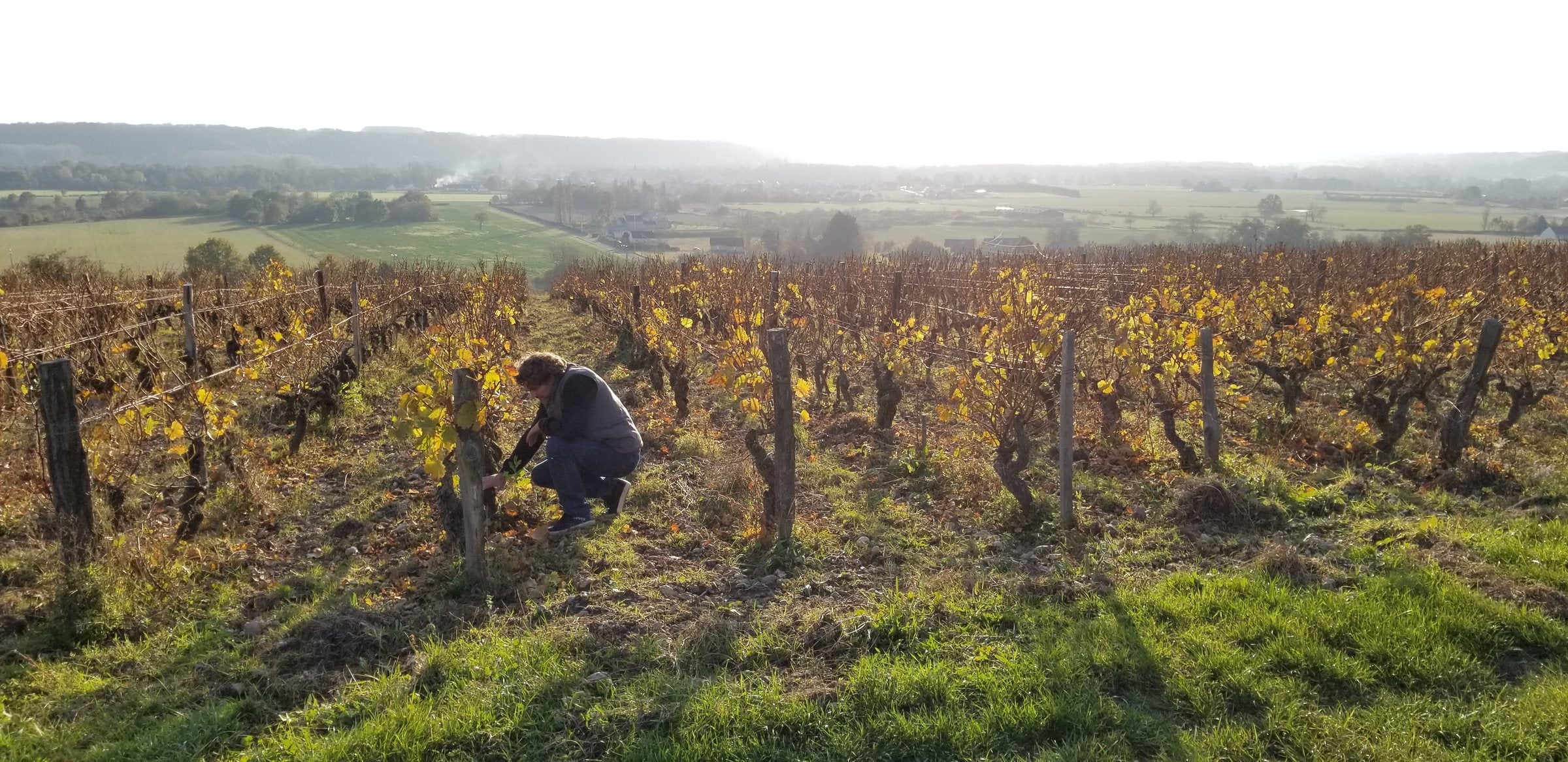 A vigneron pruning in Jasnières in autumn
