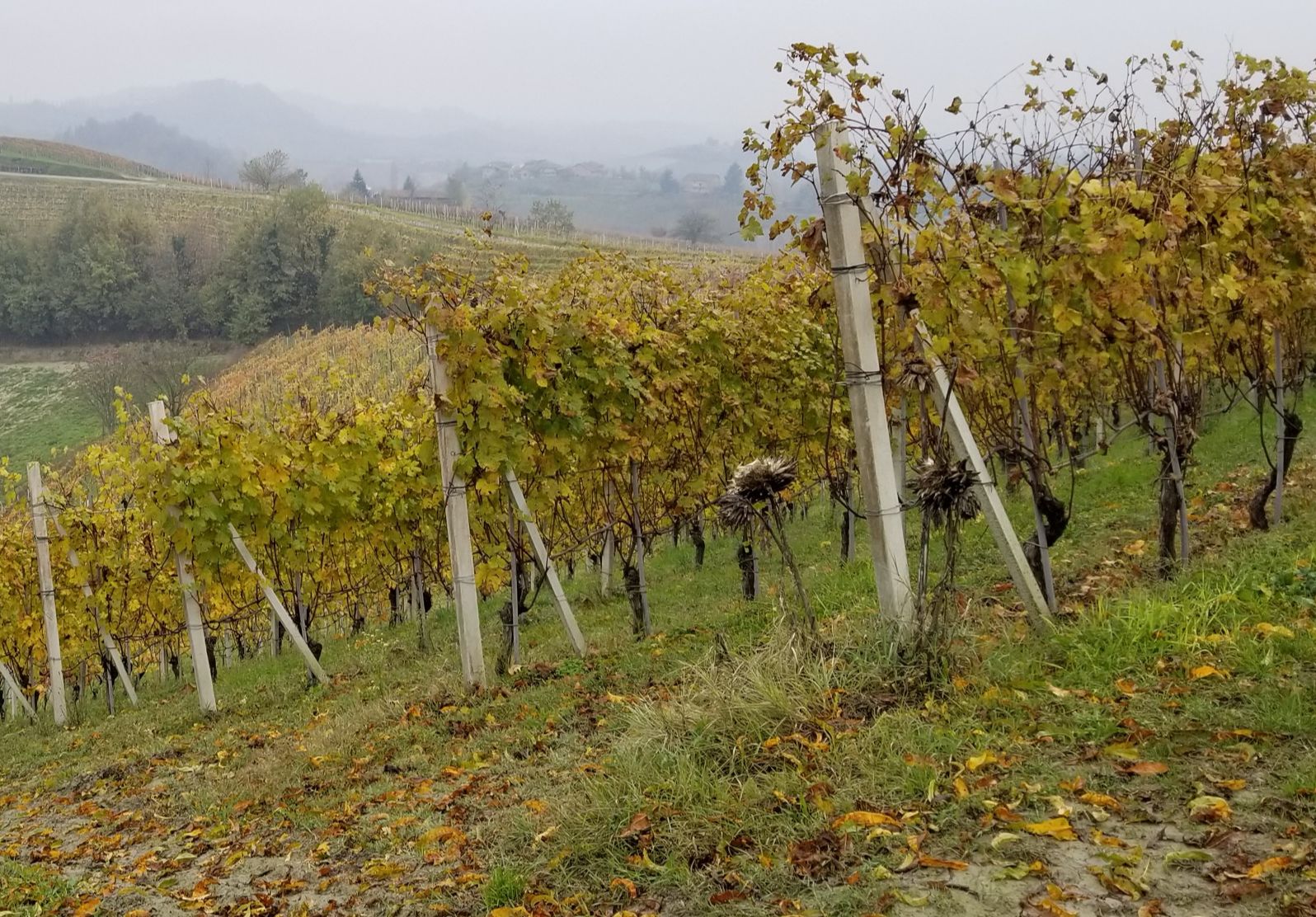 Autumn vineyards in the Langhe