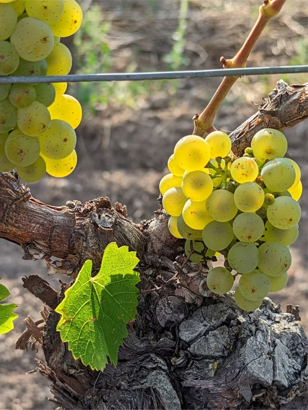 Riesling grapes ripening on the vine