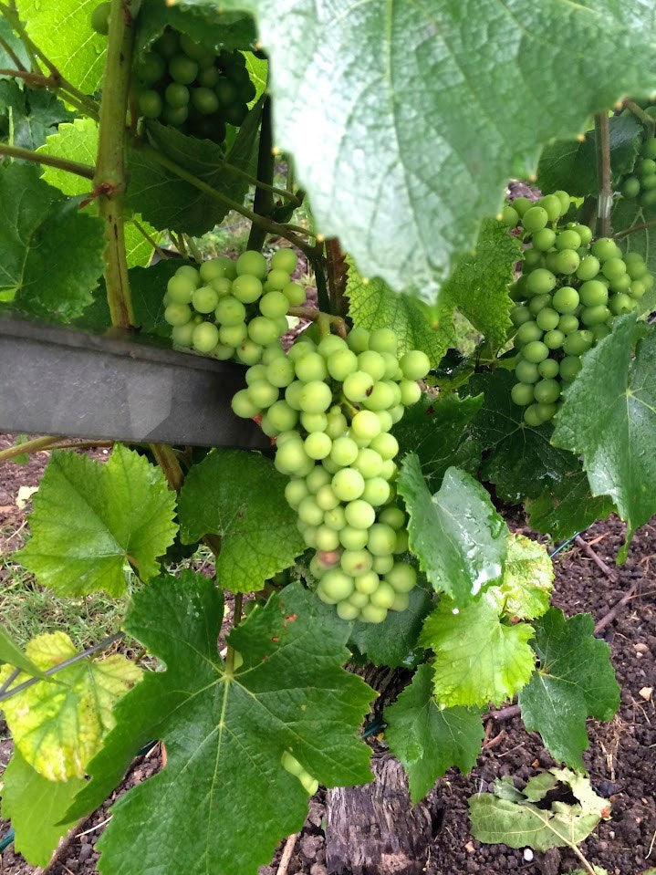 Grapes ripening on the vine